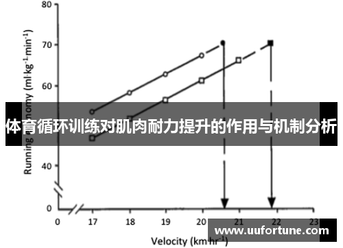 体育循环训练对肌肉耐力提升的作用与机制分析
